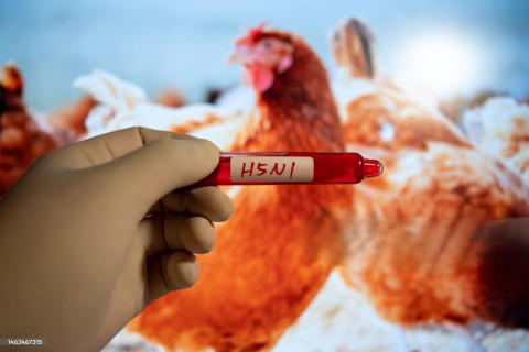 Ministério confirma caso de gripe aviária em MT; é o 4º registro da doença em aves de subsistência no Brasil